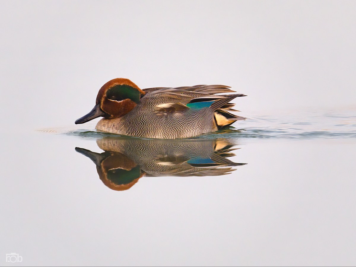 Das Europareservat Unterer Inn